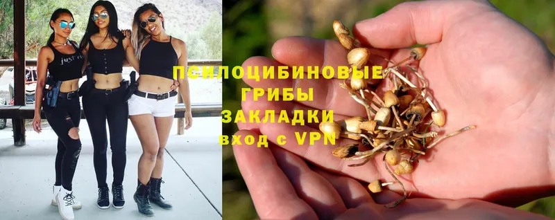 наркота  Дальнереченск  Псилоцибиновые грибы Psilocybe 